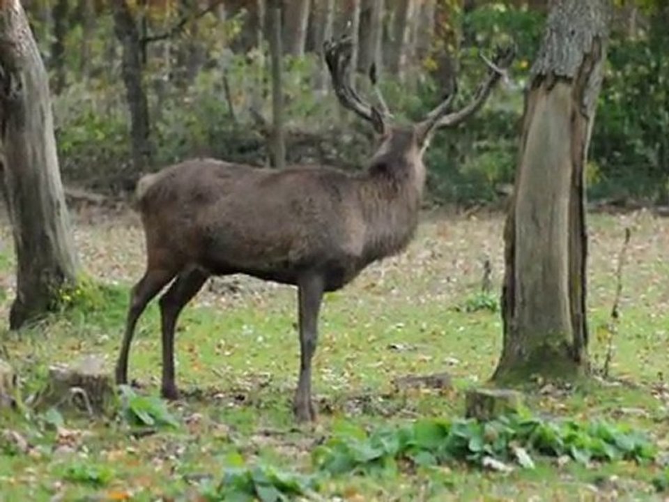 Fressender rothirsch im wildgehege hellenthal