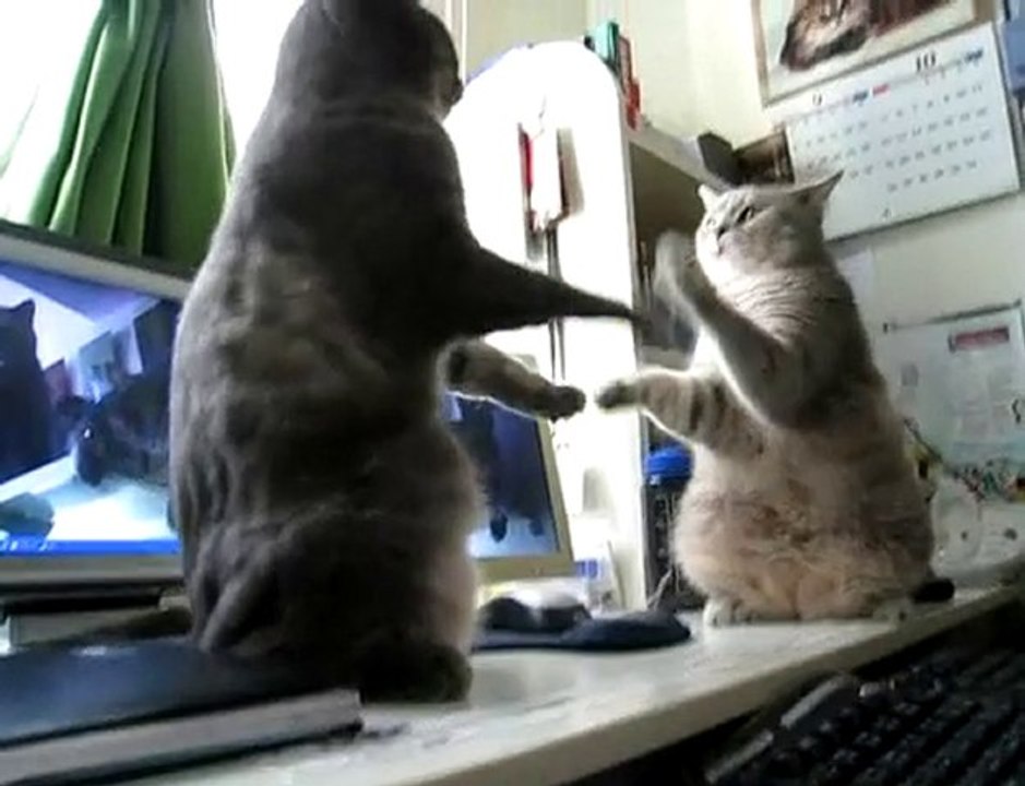 Deux chats en train de jouer [Lol Cat]