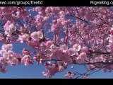 Free Japanese Cherry Tree Stock Footage