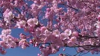 Free Japanese Cherry Tree Stock Footage