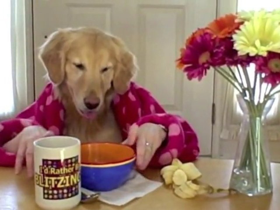 Ginger prend son petit-déjeuner [Dog Breakfast]