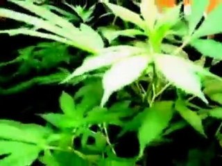 Long Story Short by Poke Chop