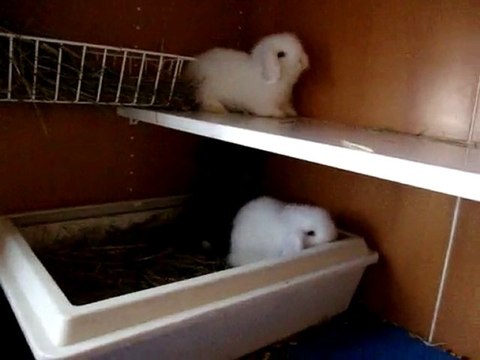 MOV03840 bébés lapins bélier angora teddy de lila et divin