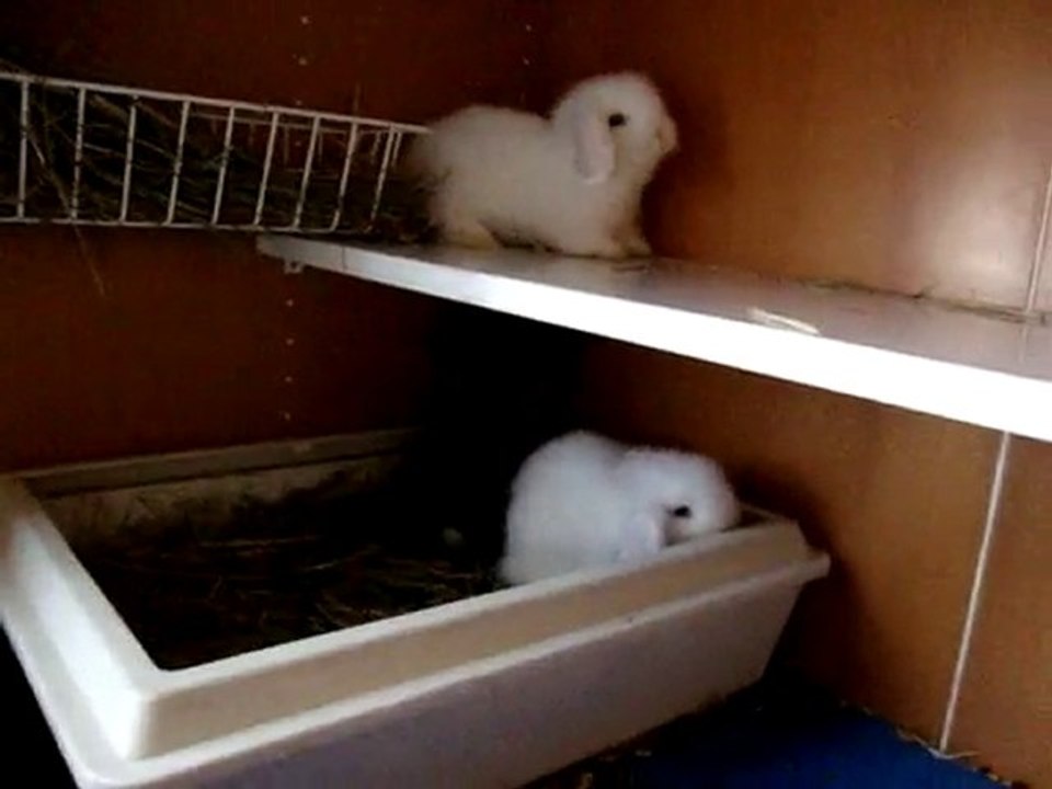 MOV03840 bébés lapins bélier angora teddy de lila et divin