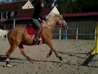 THE GOLD FOX à l'obstacle