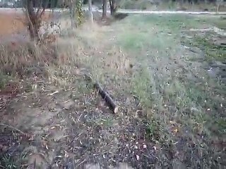 va chercher!shar pei