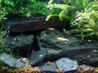 Crevettes Snow adultes et bébés