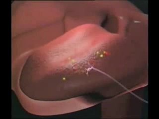 Tat alma sistemindeki muhteşem tasarım 1