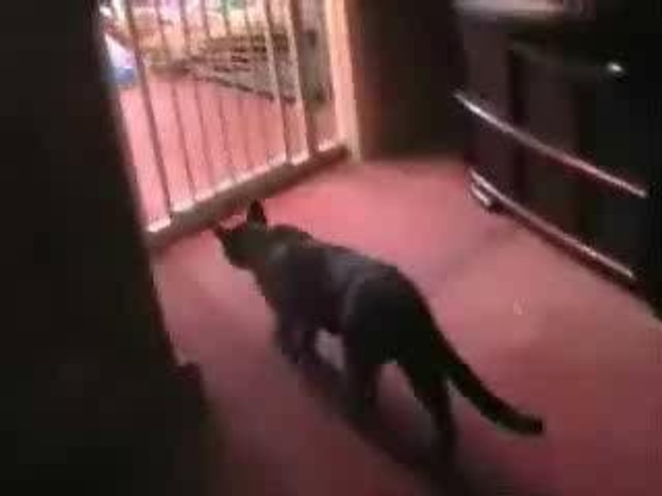 cat and kidfence