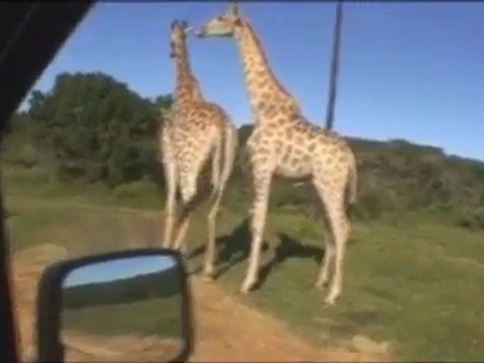 Giraffes qui font l'amour