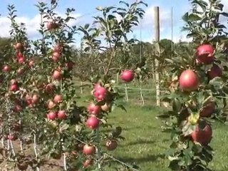 tam bodur elma plantasyonuTELLİ TERBİYE SİSTEMİ