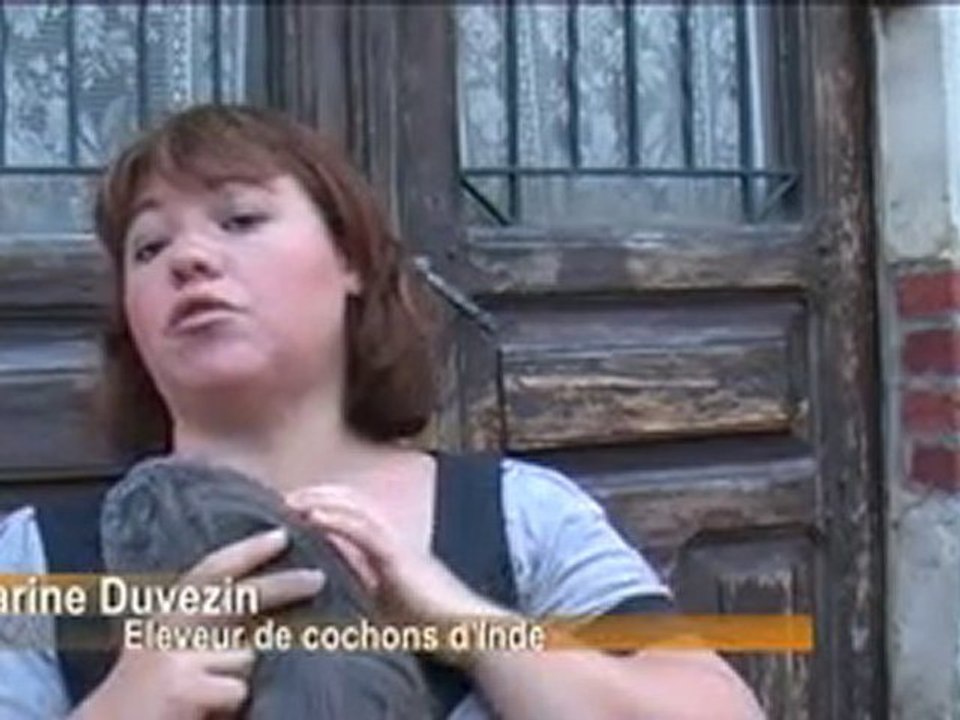 reportage cochon d'inde TVPI