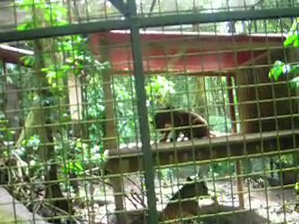 Jaguar en guerre