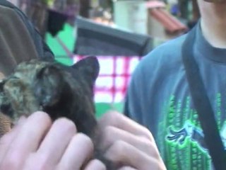 Sardaigne CAS 2010 #1