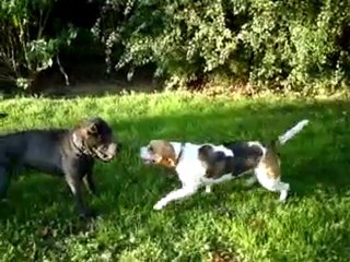 Mogwai Jardin 21.10.10