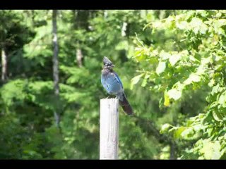 Revelstoke BC RV Park