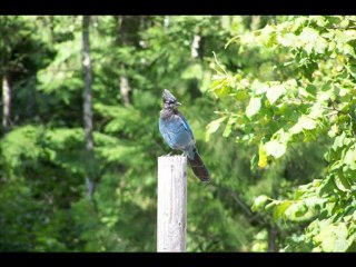 Revelstoke BC Best Caravan Park Places