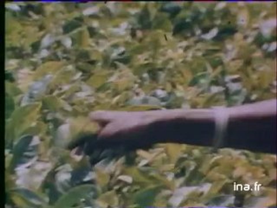 Ja2 20h : émission du 14 mars 1981