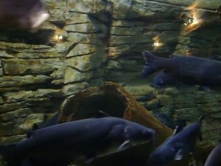 Blue Catfish Behavior Insights - Catfishing