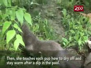 Otter Pups Swimming Lesson
