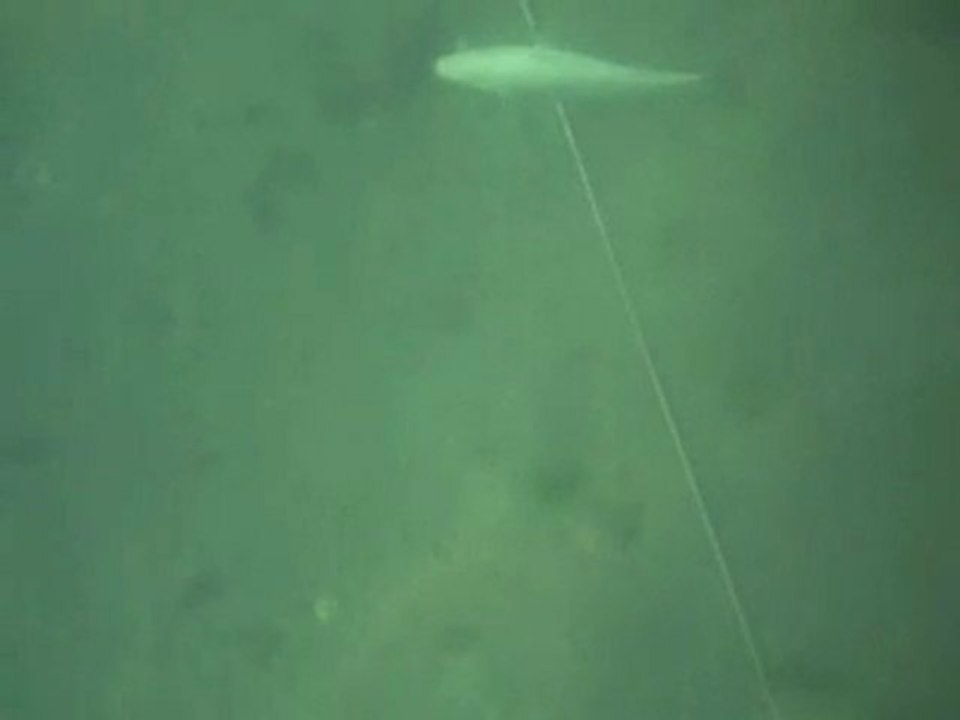 2010-penvins-1er mulet