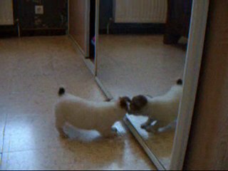 Miroir , mon beau miroir