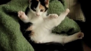 Il gattino che non riesce ad alzarsi