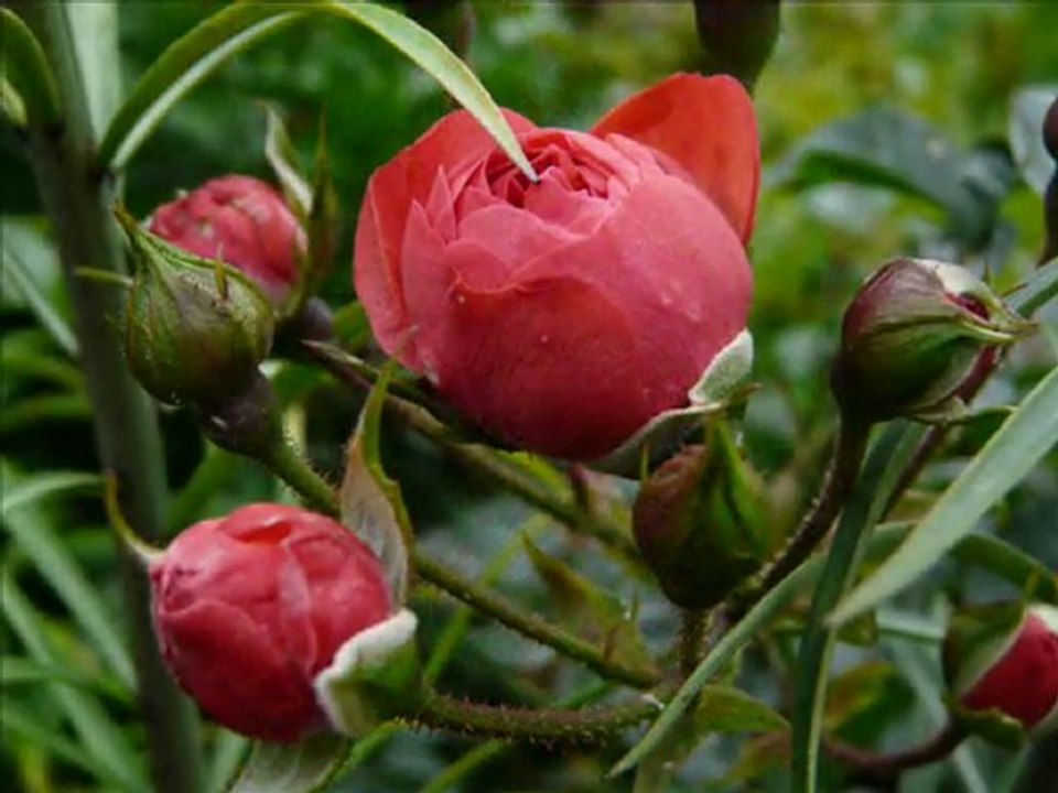 Jardin des Métis (1ère partie)