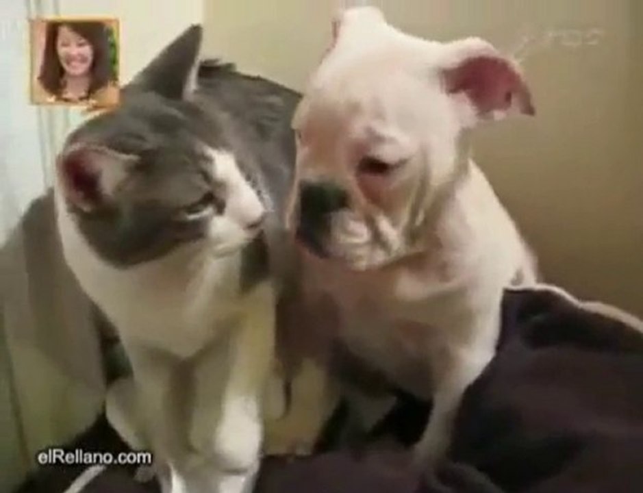 Cat and dog