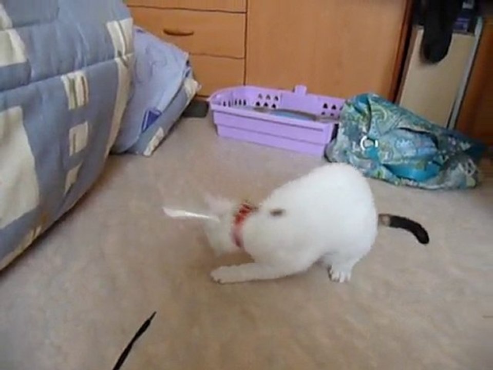 Frimousse et sa collerette