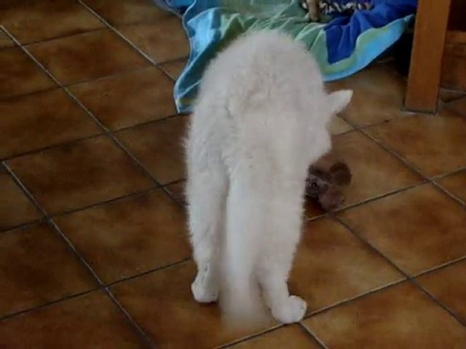 Fiorra s'ennerve sur la vilaine souris !!!!