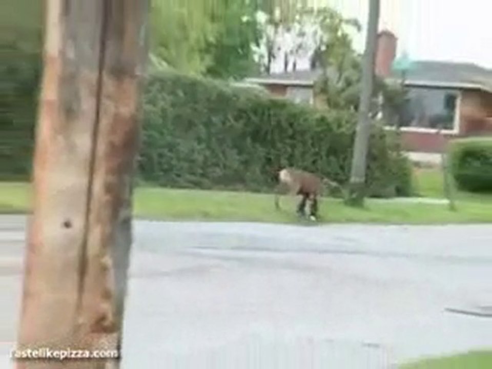 BAMBI2
