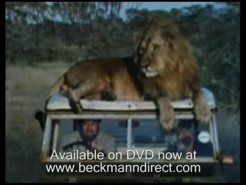 Funny lions from Born Free reunited with Bill Travers