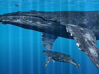 whales_0001
