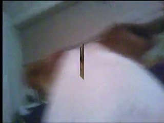 Frisbee froma a jack russell point of view