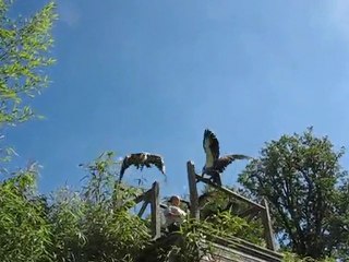 La Flèche : rapaces zoo