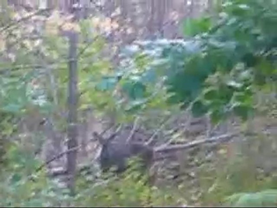 e-cross motocross chevreuil au parc de la nature full