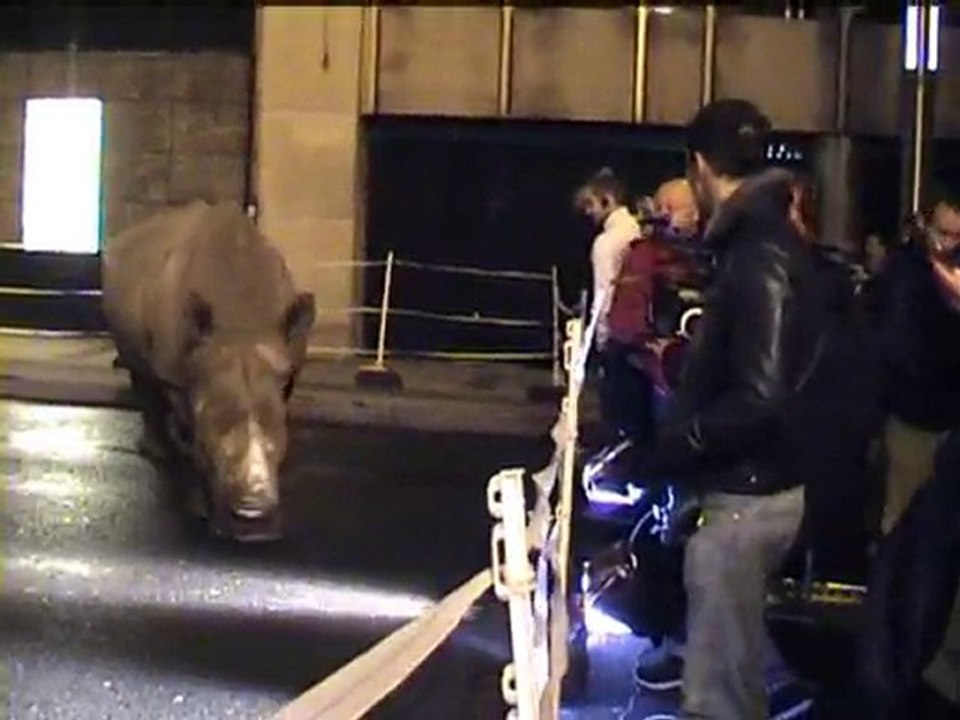Rhino in Brussels