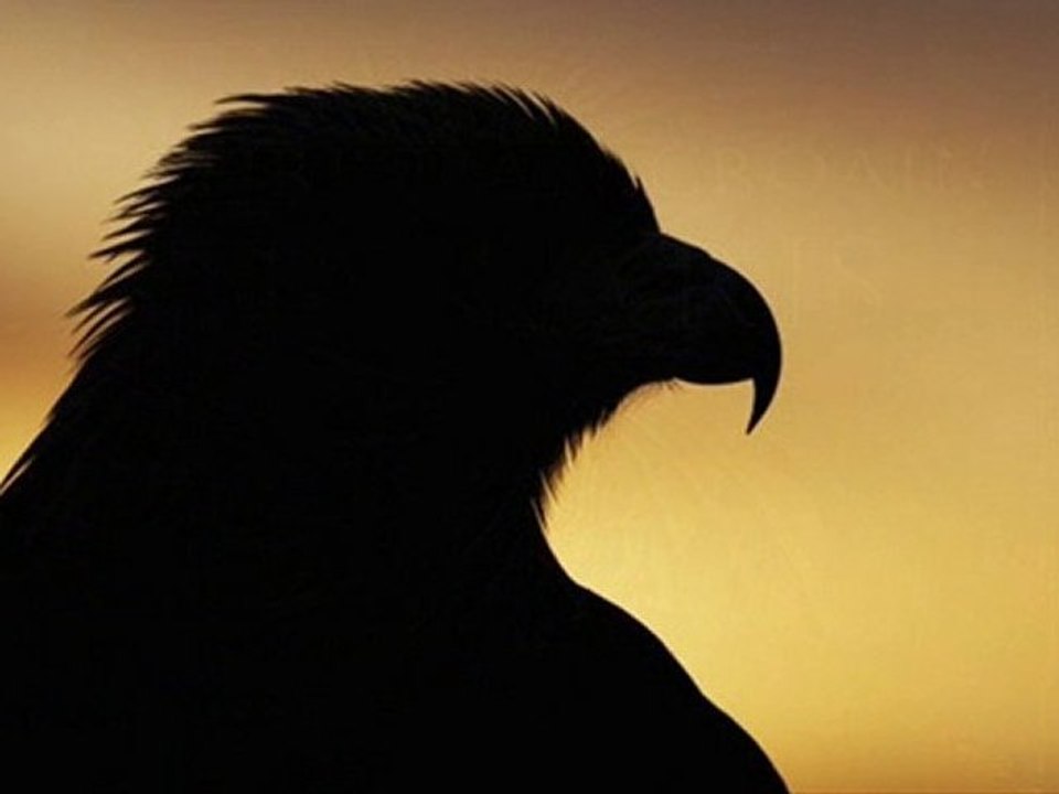 L'AIGLE NOIR