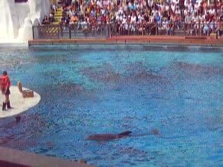 spectacle dauphins