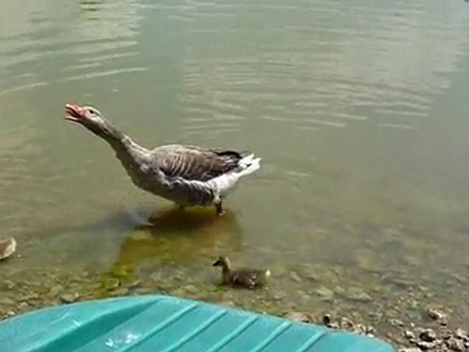 OIE  ET OISONS DANS ETANG JUIN 2010  00008