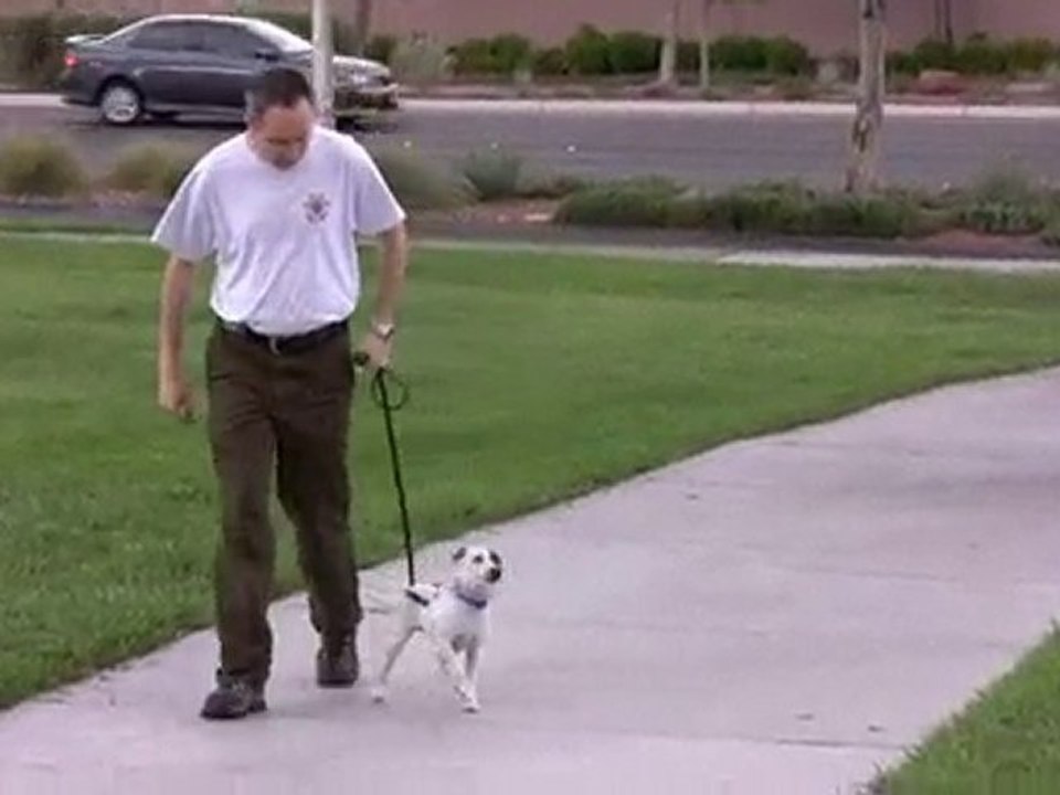 How To Train Your Dog Not To Pull - Loose Leash Walking