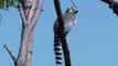 Ring-Tailed Lemurs a First in Chile