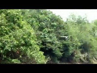 La pampa de Rurrenabaque