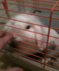 Un Lapin Malin