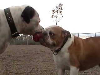 BOHÈME the great pitbull vs unknow English Bull Dog (part 1)