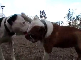 BOHÈME the great pitbull vs unknow English Bull Dog (part 2)