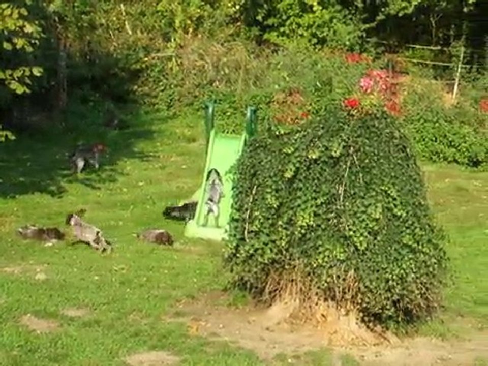 Chiots Braque Allemand - Drahthaar - Petit Münsterlander