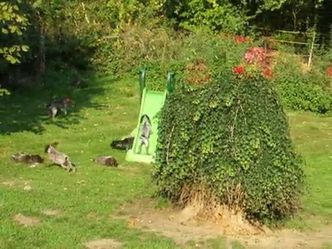 Chiots Braque Allemand - Drahthaar - Petit Münsterlander