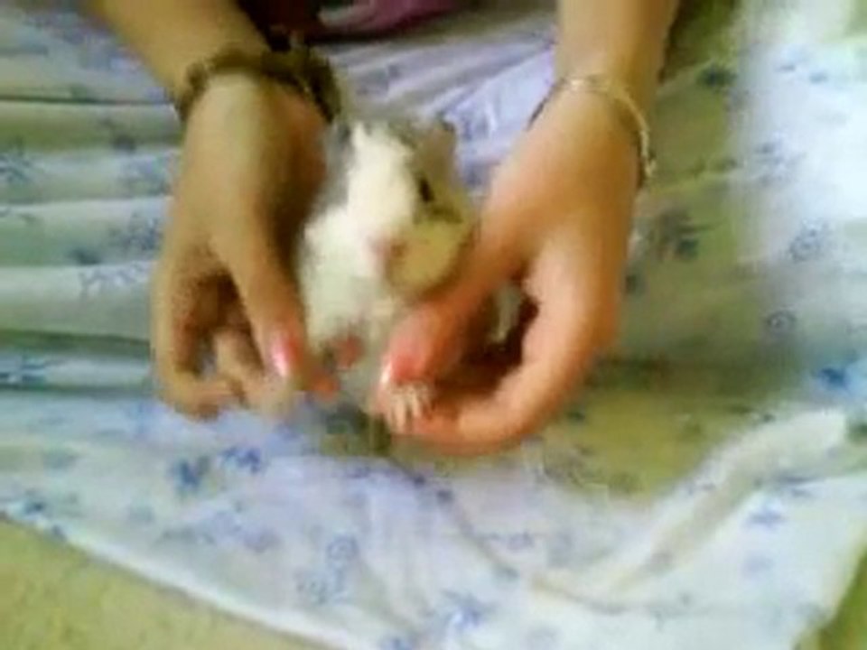 Guinea Pig's Dances ~~~~~ CUTEEE !!! Nyaaannnn ~~~~~~~~~~